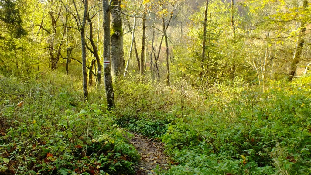 czerowny szalak na jeziorka