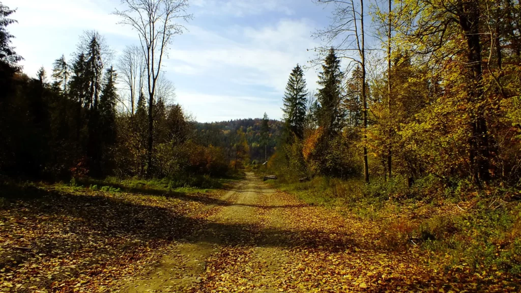 leśna droga na jeziorka