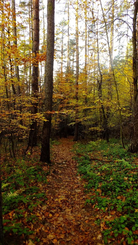 Trasa przez las na Malnik